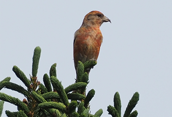 Red Crossbill by Simon Thompson